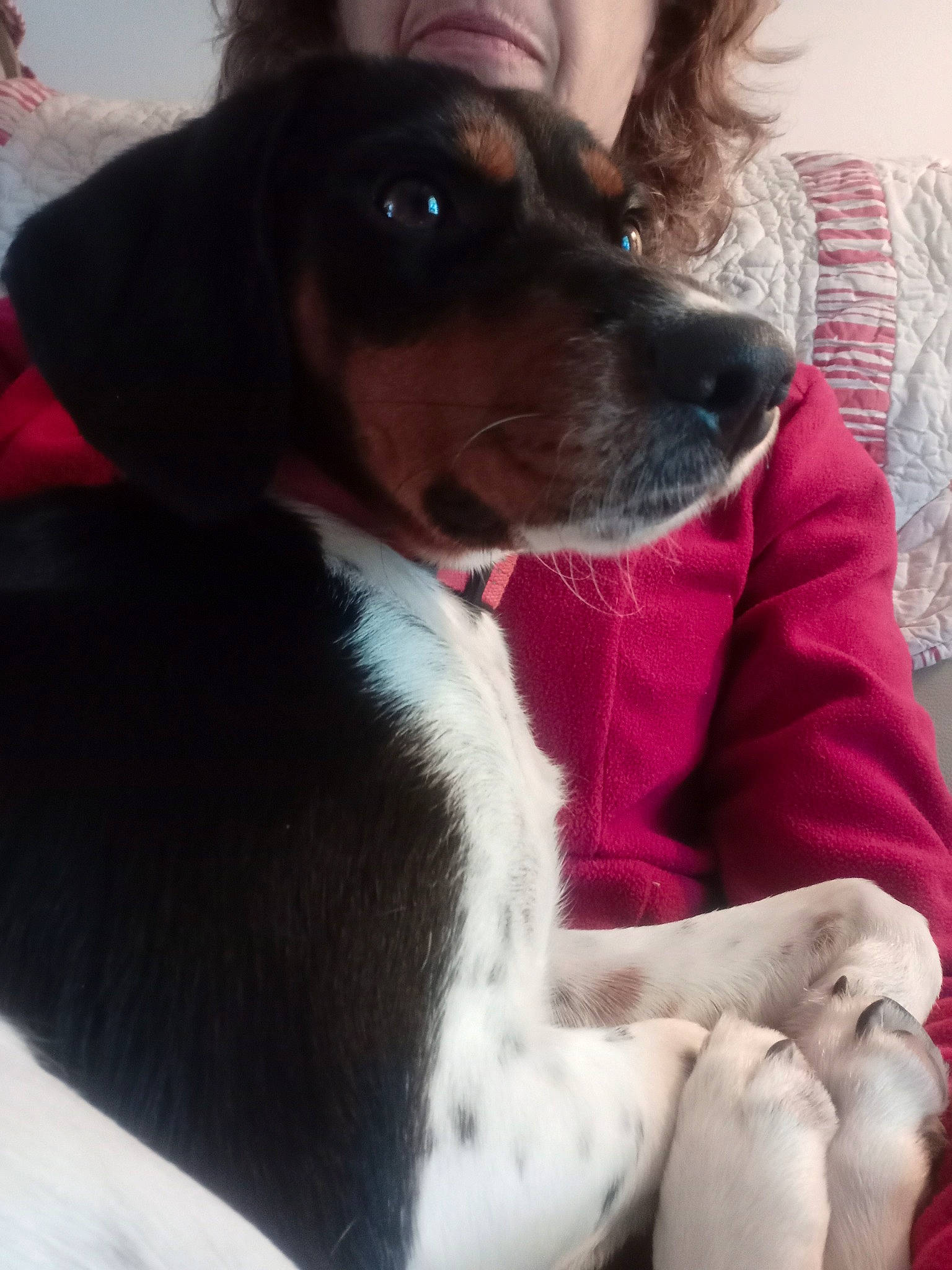 Tilly participe au concours pour gagner de l'argent avec cette photo : canidae, carnivore, comfort, companion_dog, dog, dog_breed, ear, eyewear, fawn, fur, happy, linens, mammal, snout, sporting_group, sunglasses, whiskers, working_animal