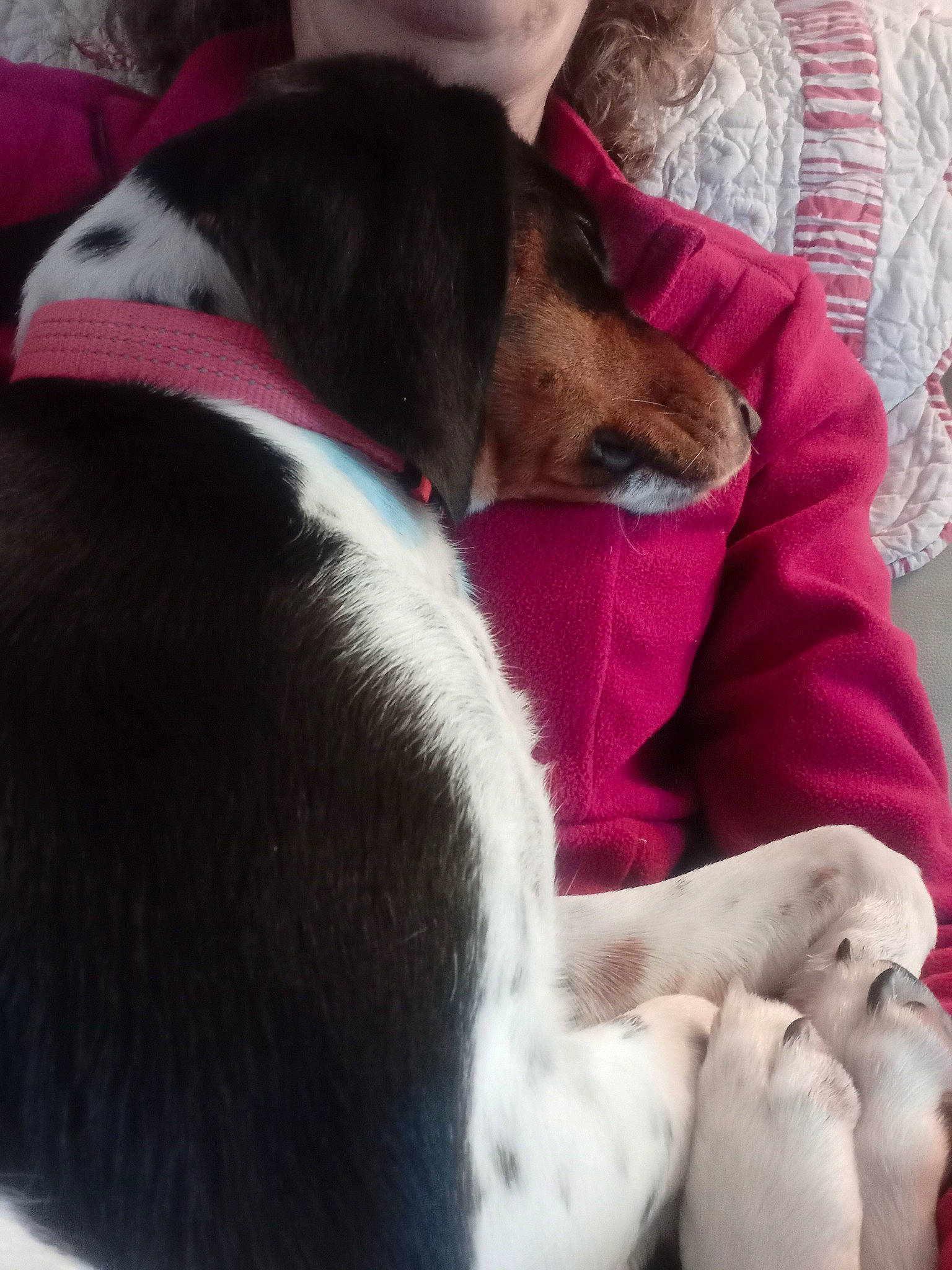 Tilly a rejoint le concours — aidez-le/la à gagner de superbes lots ! carnivore, collar, comfort, companion_dog, dog, dog_bed, dog_breed, dog_collar, ear, fawn, fur, lap, linens, mammal, paw, pillow, scent_hound, tail, whiskers, working_animal