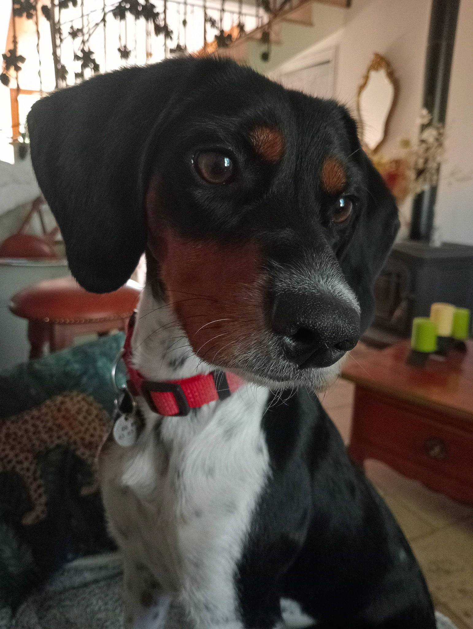 Tilly participe au concours pour gagner de l'argent avec cette photo : canidae, carnivore, collar, companion_dog, dog, dog_breed, dog_collar, dog_supply, eyewear, fawn, fur, gun_dog, leash, liver, pet_supply, snout, sporting_group, whiskers, working_animal, working_dog