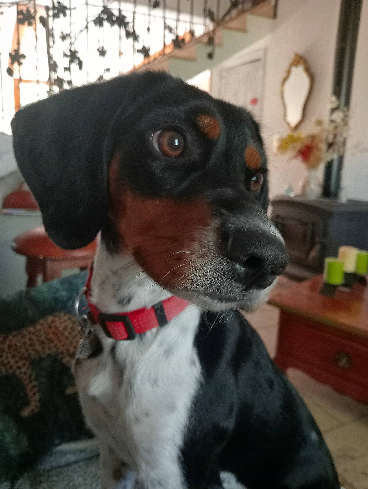 Tilly a rejoint le concours — aidez-le/la à gagner de superbes lots ! canidae, carnivore, collar, companion_dog, dog, dog_breed, dog_collar, dog_supply, fawn, houseplant, hunting_dog, leash, non_sporting_group, pet_supply, scent_hound, snout, sporting_group, whiskers, working_animal, working_dog