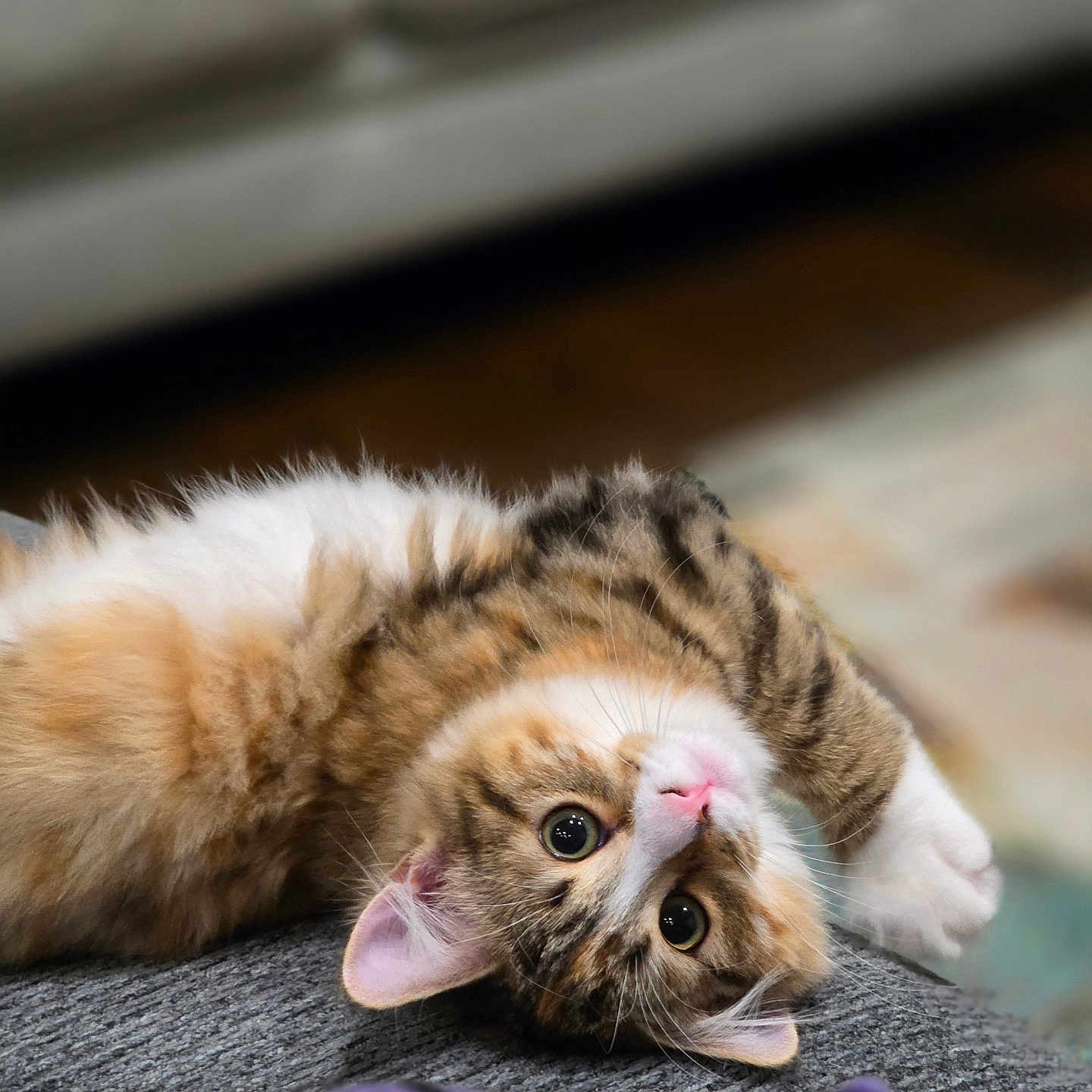 Whiskey is registered to the contest to win money with this photo: abyssinian, animal, architecture, building, cat, couch, furniture, hardwood, indoors, kitten, livingroom, manx, person, pet, room, siamese, sleeping, wood