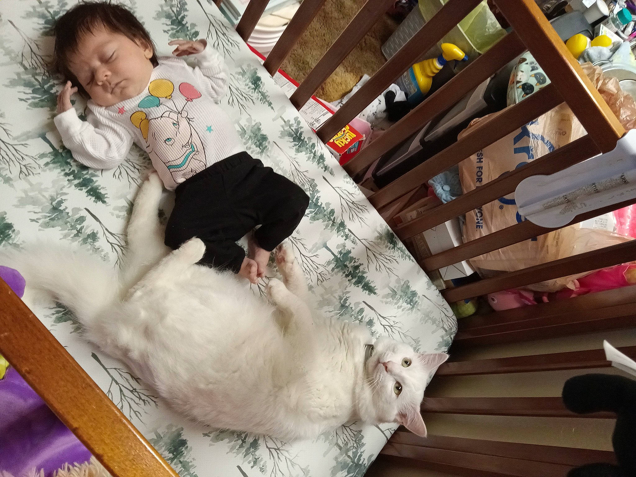 Rosy joined the competition — help win amazing prizes! child, comfort, companion_dog, dog_breed, felidae, flooring, fun, fur, happy, house, leisure, linens, pattern, person, room, shelf, small_to_medium_sized_cats, smile, textile, toddler