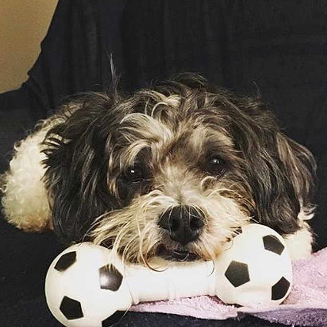 Fluffy is registered to the contest to win money with this photo: animal, black_and_white, bone, close_up, companion, couch, cute, dog, face, fluffy, fur, indoors, lying_down, nose, pet, playful, relaxed, soccer_ball_pattern, toy, whiskers