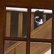 Boubou participe au concours pour gagner de l'argent avec cette photo : cat, black_and_white, staircase, wooden, window, curious, indoor, pet, animal, feline, looking_down, home, pane, glass, quiet, still, daylight, house, interior, wood