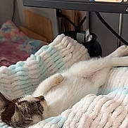 Hamlet joined the competition — help win amazing prizes! blanket, brown_fur, cable, cat, comfort, computer_monitor, cozy, feline, fluffy, home, indoor, pet, relaxing, resting, sleeping, soft_texture, striped_cat, technology, video_screen, white_fur
