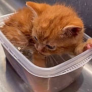 Ruby joined the competition — help win amazing prizes! kitten, orange_cat, container, water, sink, curled_up, pet, animal, cute, feline, small, fur, whiskers, close_up, indoor, domestic, curious, reflection, transparent, soft