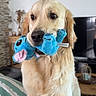 dog, golden_retriever, plush_toy, blue_toy, couch, striped_couch_cover, living_room, stone_wall, wooden_table, decor, television, pet, animal, indoor, cute, furry, sitting, looking, playful, domestic