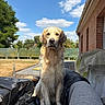 Vasko participe au concours pour gagner de l'argent avec cette photo : dog, golden_retriever, outdoor, sky, clouds, tree, grass, couch, fence, brick_wall, sunny, pet, animal, canine, portrait, sitting, backyard, nature, daytime, fur
