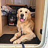 Vasko participe au concours pour gagner de l'argent avec cette photo : golden_retriever, dog, pet, animal, indoor, carpet, leash, doorway, curtains, table, bag, food, fur, canine, resting, smiling, tongue_out, household, cozy, light