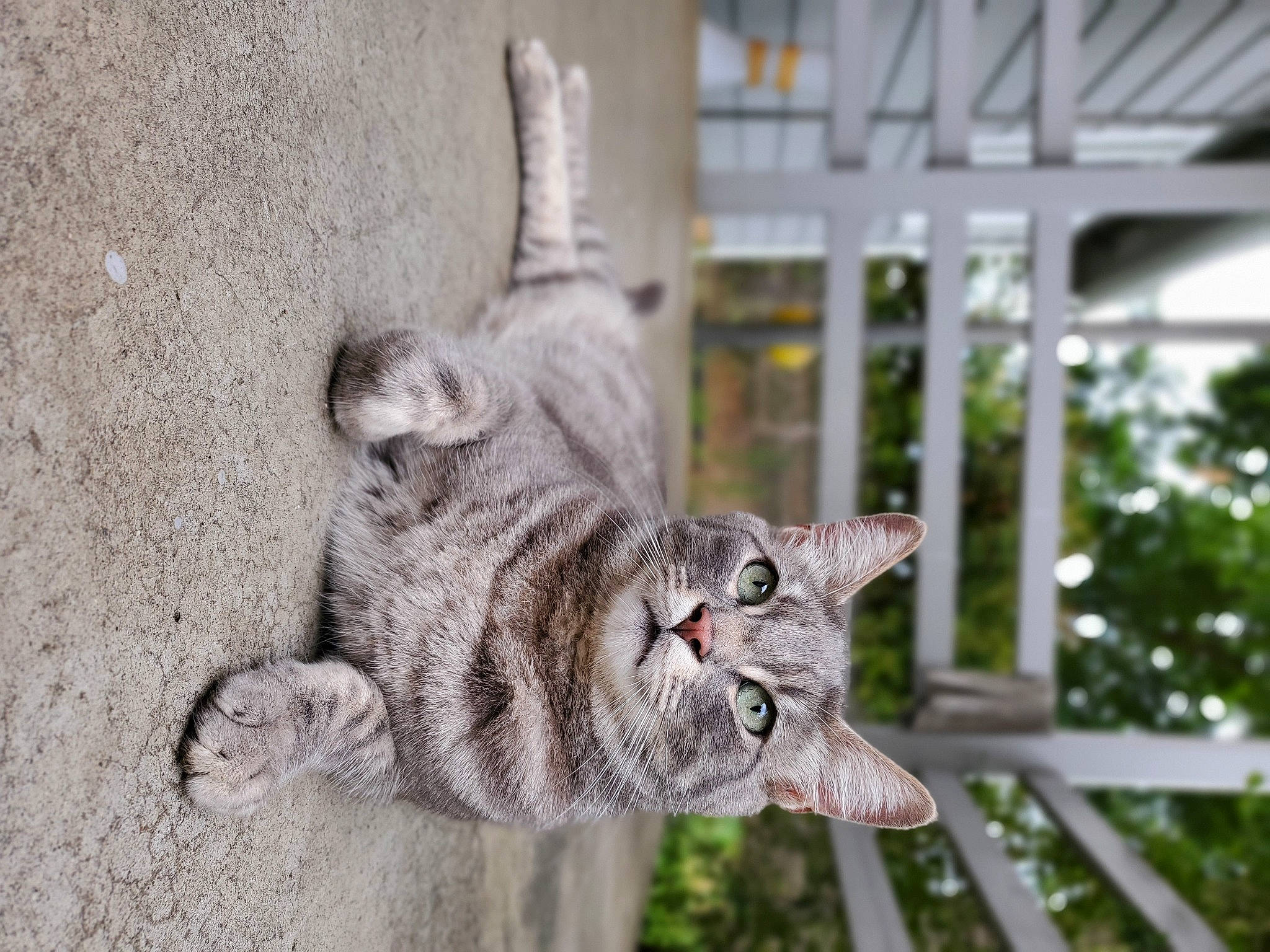 Picasso joined the competition — help win amazing prizes! bobcat, carnivore, cat, claw, domestic_short_haired_cat, felidae, fur, grass, grey, lynx, paw, plant, small_to_medium_sized_cats, snout, tail, terrestrial_animal, tree, whiskers, wildlife, window