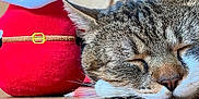 Mando a rejoint le concours — aidez-le/la à gagner de superbes lots ! abyssinian, animal, architecture, art, building, cat, couch, furniture, hardwood, indoors, kitten, livingroom, manx, painting, person, pet, plush, room, toy, wood