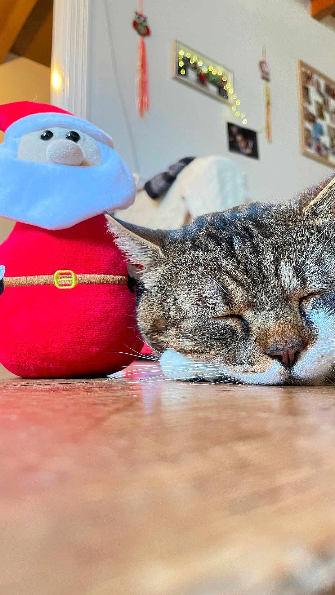 Mando a rejoint le concours — aidez-le/la à gagner de superbes lots ! abyssinian, animal, architecture, art, building, cat, couch, furniture, hardwood, indoors, kitten, livingroom, manx, painting, person, pet, plush, room, toy, wood