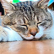 Mando participe au concours pour gagner de l'argent avec cette photo : abyssinian, animal, cat, computer, computerhardware, electronics, hardware, hardwood, indoors, kitten, laptop, manx, monitor, pc, person, pet, screen, sleeping, tv, wood