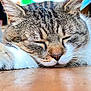 abyssinian, animal, cat, computer, computerhardware, electronics, hardware, hardwood, indoors, kitten, laptop, manx, monitor, pc, person, pet, screen, sleeping, tv, wood