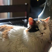 Princess is registered to the contest to win money with this photo: aegean_cat, cat, cat_like_mammal, domestic_short_haired_cat, fur, norwegian_forest_cat, small_to_medium_sized_cats, snout, whiskers