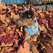 Banjo is registered to the contest to win money with this photo: animal, autumn_leaves, black_fur, blue_harness, brown_fur, chain_link_fence, close_up, container, dog, fallen_leaves, nature, outdoor, pet, playful, puppy, relaxed, side_profile, sunlight, tan_fur, young_dog