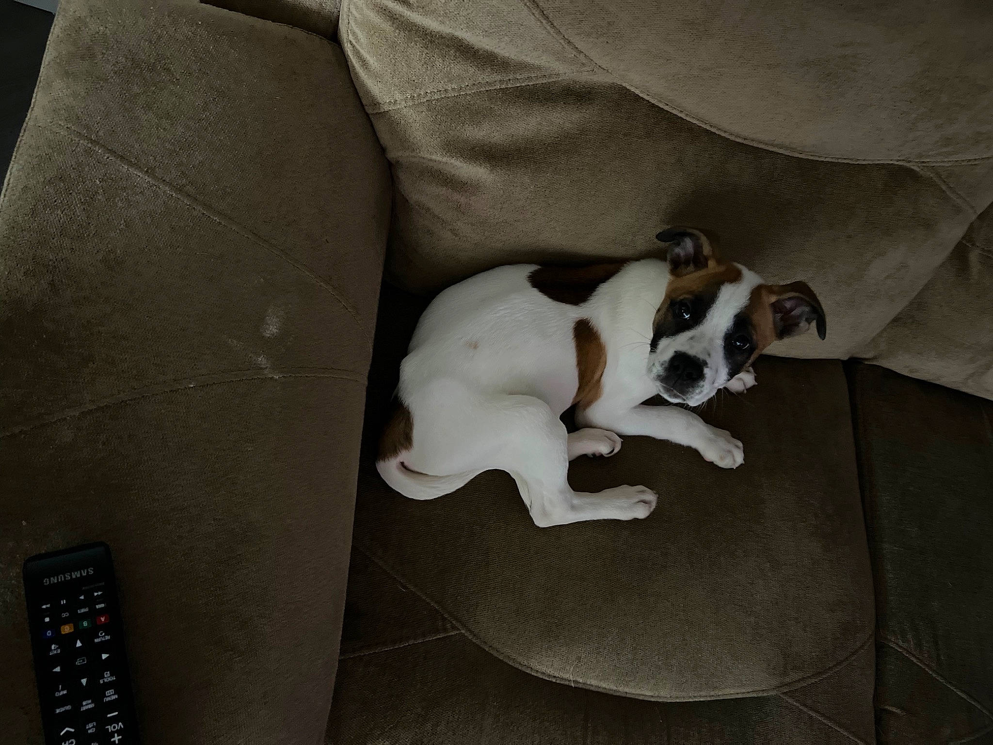 Toby is registered to the contest to win money with this photo: box, carnivore, comfort, companion_dog, couch, dog, dog_breed, flooring, linens, room, tail, toy_dog, working_animal