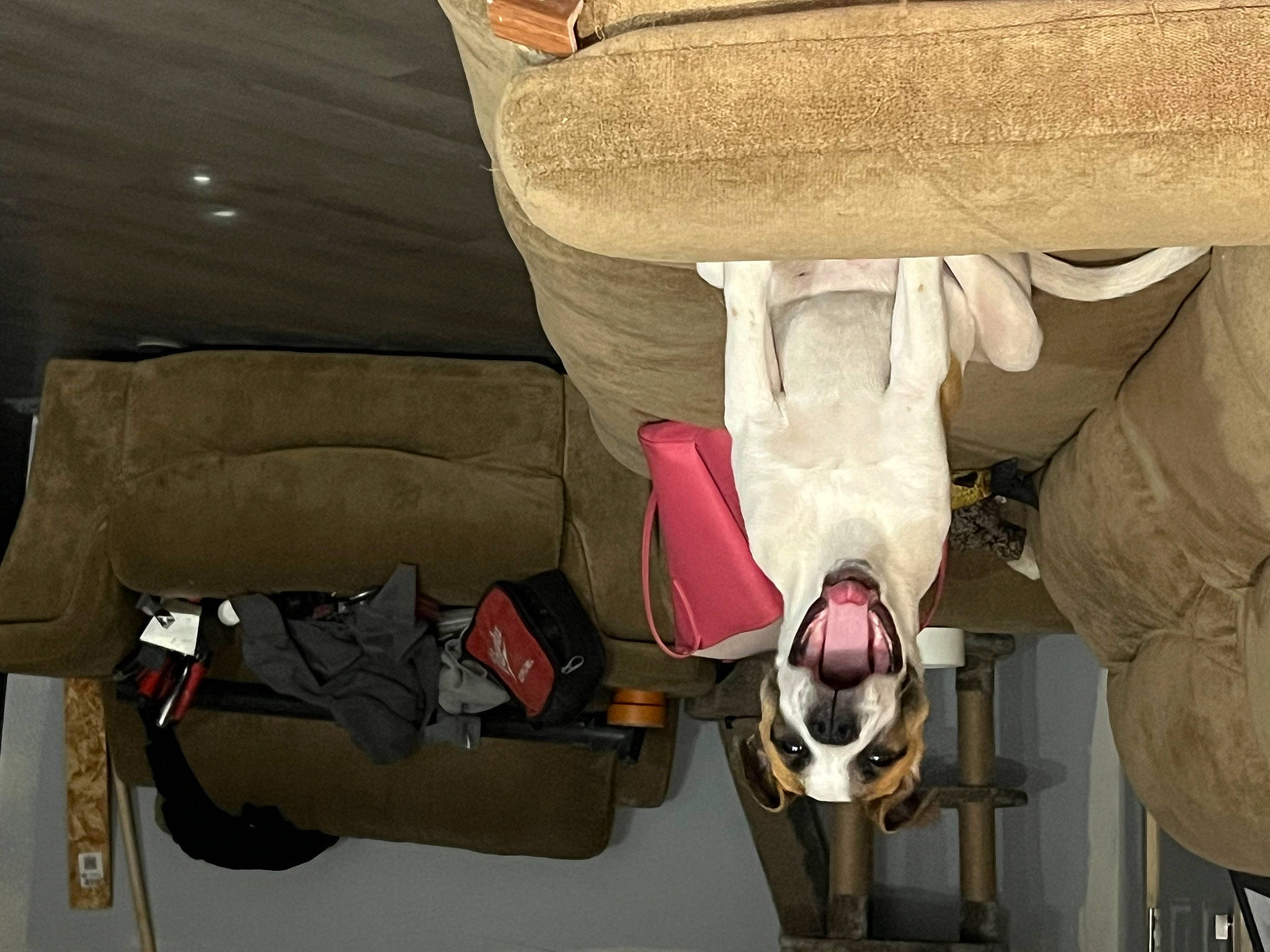 Toby joined the competition — help win amazing prizes! auto_part, automotive_exterior, bag, concrete, landscape, machine, room, wood