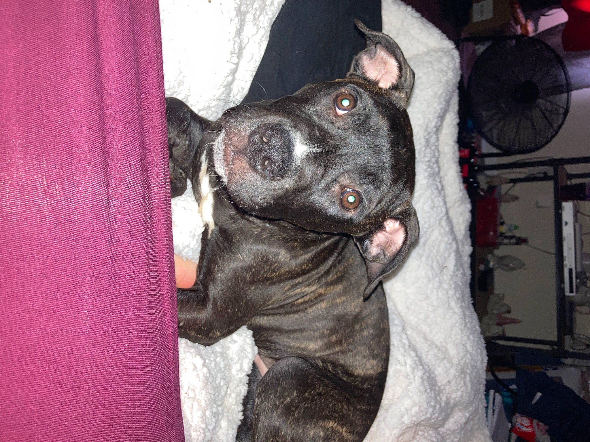 Tito is registered to the contest to win money with this photo: canidae, carnivore, collar, companion_dog, dog, dog_breed, dog_collar, ear, fawn, fur, guard_dog, mechanical_fan, non_sporting_group, snout, sporting_group, whiskers, working_animal, working_dog