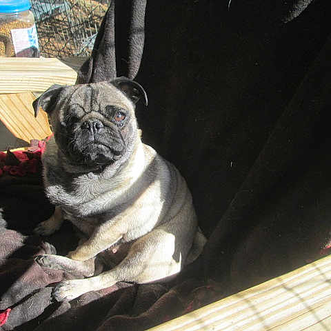 Sweetpea joined the competition — help win amazing prizes! canidae, carnivore, companion_dog, dog, dog_breed, fawn, french_bulldog, mammal, non_sporting_group, pug, snout, toy_dog