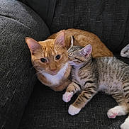 Felix And Teddie is registered to the contest to win money with this photo: cat, kitten, ginger_cat, tabby_cat, pets, couch, furniture, snuggling, resting, cozy, indoor, cute, sleeping, animal, fur, whiskers, paw, pink_paw, domestic_cat, companion