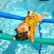 Maxime a rejoint le concours — aidez-le/la à gagner de superbes lots ! animal, balancing, blue_water, cute, dog, floating, fun, life_jacket, outdoor, pet, playful, pool_noodle, pug, recreation, safety, small_dog, summer, sunlight, swimming_pool, water