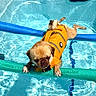 animal, balancing, blue_water, cute, dog, floating, fun, life_jacket, outdoor, pet, playful, pool_noodle, pug, recreation, safety, small_dog, summer, sunlight, swimming_pool, water
