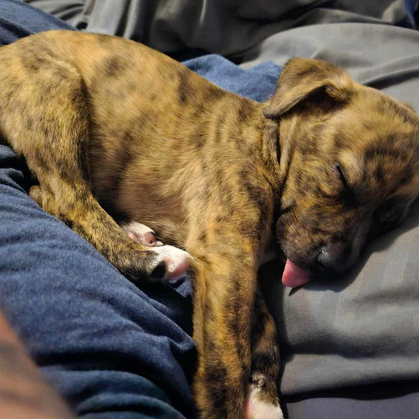 Gunner joined the competition — help win amazing prizes! animal, blanket, brindle, closeup, cozy, cute, dog, domestic, fur, indoors, paw, pet, pillow, puppy, relaxed, resting, sleeping, snout, tongue_out, young