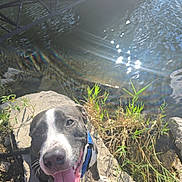 Baby Blue joined the competition — help win amazing prizes! dog, tongue, rock, water, sunlight, grass, outdoor, happy, pet, nature, animal, river, blue_harness, daylight, smiling, canine, grass_plants, reflection, sunflare, closeup