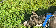 Baby Blue is registered to the contest to win money with this photo: dog, grass, outdoor, sunlight, greenery, pet, canine, harness, resting, nature, summer, animal, snout, paw, leash, backyard, daytime, relaxation, closeup, quiet