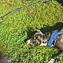 dog, grass, outdoor, sunlight, greenery, pet, canine, harness, resting, nature, summer, animal, snout, paw, leash, backyard, daytime, relaxation, closeup, quiet