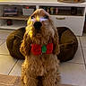 Marley a rejoint le concours — aidez-le/la à gagner de superbes lots ! dog, pet, puppy, shaggy_coat, fluffy, bow_tie, festive, red, green, sitting, indoors, living_room, dog_bed, tile_floor, rug, furniture, shelves, books, portrait, warm_lighting