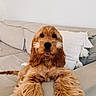 Marley participe au concours pour gagner de l'argent avec cette photo : dog, cocker_spaniel, pet, animal, fluffy, long_hair, brown_fur, portrait, sitting, sofa, couch, cushion, indoors, home, living_room, collar, tag, front_view, cute, funny