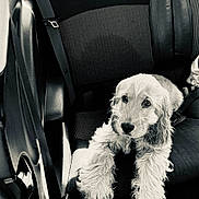 Marley participe au concours pour gagner de l'argent avec cette photo : puppy, dog, cocker_spaniel, fluffy, curly_fur, long_ears, brown_eyes, sitting, car, car_seat, seatbelt, interior, vehicle, portrait, monochrome, black_and_white, pet, cute, animal, photography