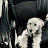 puppy, dog, cocker_spaniel, fluffy, curly_fur, long_ears, brown_eyes, sitting, car, car_seat, seatbelt, interior, vehicle, portrait, monochrome, black_and_white, pet, cute, animal, photography