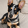 puppy, dog, couch, beige, ears, pet, animal, cute, indoor, fur, black, brown, white, resting, looking, young, friendly, portrait, canine, domestic