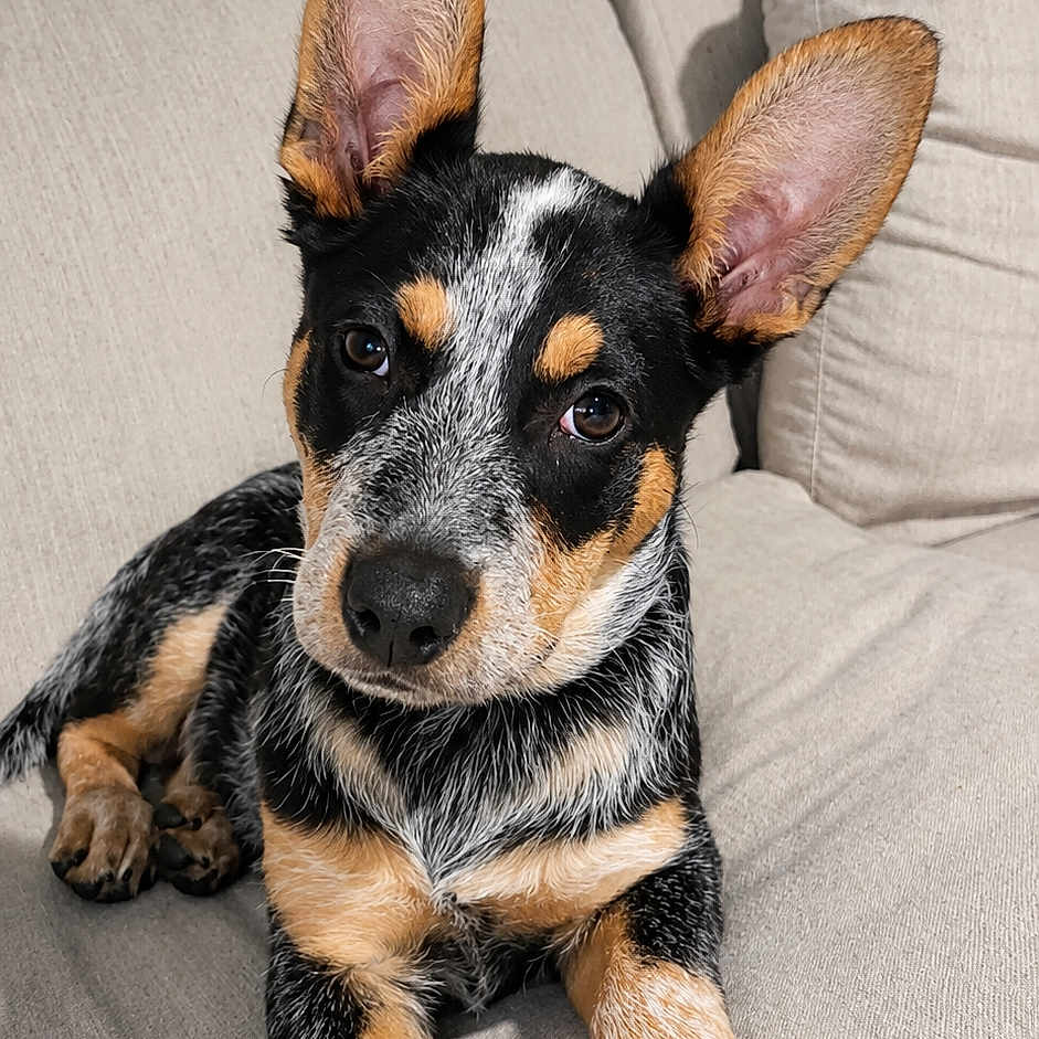 Callie is registered to the contest to win money with this photo: puppy, dog, couch, beige, ears, pet, animal, cute, indoor, fur, black, brown, white, resting, looking, young, friendly, portrait, canine, domestic