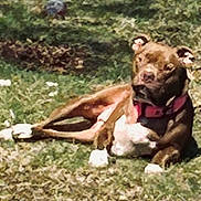 Lily is registered to the contest to win money with this photo: dog, brown_dog, collar, grass, outdoor, pet, animal, lying_down, relaxed, nature, canine, mammal, daylight, fur, four_legs, ears, snout, white_paws, resting, sunny