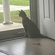Kiki is registered to the contest to win money with this photo: cat, doorway, feline, floor, fluffy, grass, home, indoors, lawn, natural_light, open_door, pet, porch, red_collar, red_toy, sidewalk, sitting, toy, watching, window