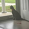 cat, doorway, feline, floor, fluffy, grass, home, indoors, lawn, natural_light, open_door, pet, porch, red_collar, red_toy, sidewalk, sitting, toy, watching, window