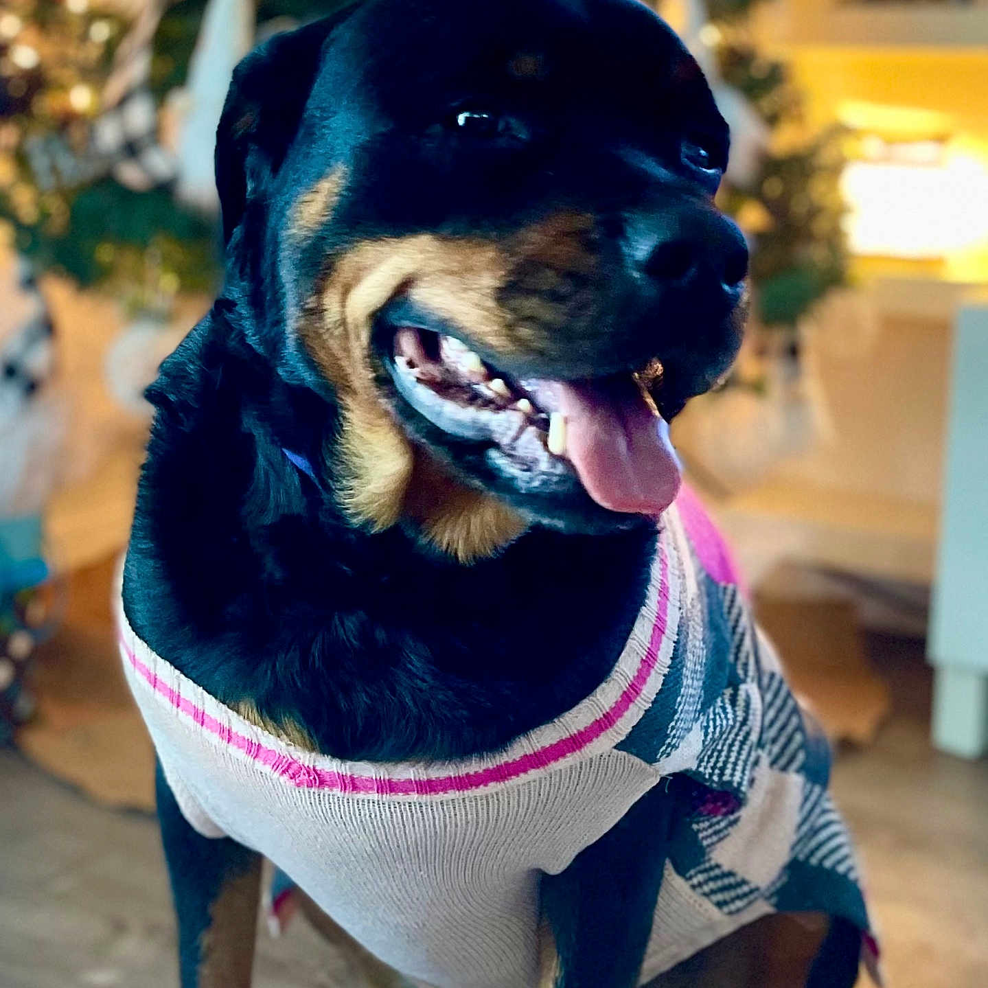 Lulu joined the competition — help win amazing prizes! animal, black_and_tan, blurred_background, canine, companion, cute, decorations, dog, domestic, floor, fur, happy, holiday, indoor, panting, pet, portrait, rottweiler, smiling, sweater