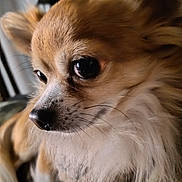Ti-Boy a rejoint le concours — aidez-le/la à gagner de superbes lots ! dog, small_dog, fluffy, brown_fur, long_hair, large_eyes, close_up, portrait, pet, canine, chihuahua, cream_fur, black_nose, whiskers, indoor, sitting, soft_fur, adorable, animal, photography