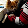 chihuahua, dog, small_dog, pet, animal, pointy_ears, fluffy, brown_fur, sitting, being_held, person, faces, indoor, dining_table, restaurant, dinner, plates, glasses, phone, candid_photo