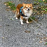 dog, chihuahua, small_dog, long_hair, brown_and_white, blue_harness, leash, outdoor, gravel, path, garden, leaves, standing, pet, animal, canine, collar, portrait, squinting, funny_expression