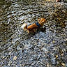 Ti-Boy participe au concours pour gagner de l'argent avec cette photo : dog, small_dog, long_hair, brown_fur, white_tail, harness, leash, stream, shallow_water, river, pebbles, rocks, outdoors, nature, wading, walking, adventure, fishing_line, human_leg, water_reflection