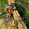 Ti-Boy a rejoint le concours — aidez-le/la à gagner de superbes lots ! dog, chihuahua, small_dog, long_hair, brown_fur, white_fur, blue_harness, leash, standing, outdoors, nature, grass, vegetation, wooden_bridge, trail, sunlight, adventure, pet, animal, portrait