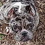 Penny is registered to the contest to win money with this photo: animal, autumn, brindle, canine, close_up, cute, dog, ears, eyes, face, french_bulldog, ground, leaves, looking_up, mammal, nature, outdoor, pet, snout, wrinkles