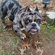 Penny joined the competition — help win amazing prizes! animal, brindle, closeup, curious, dirt, dog, ears, face, french_bulldog, garden_light, grass, ground, leaves, mammal, nature, outdoor, paw, pet, stone, tongue