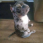 Penny joined the competition — help win amazing prizes! dog, brindle, sitting, wooden_floor, indoor, pet, canine, head_tilt, door, mat, couch, flooring, companion, cute, animal, domestic, fur, portrait, looking_up, quiet