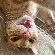 Frank is registered to the contest to win money with this photo: cat, orange_tabby, upside_down, teeth, whiskers, pink_nose, paw, feline, pet, indoor, close_up, playful, couch, fur, animal, cute, relaxed, home, mammal, resting
